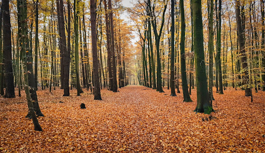 Köln Dellbrück